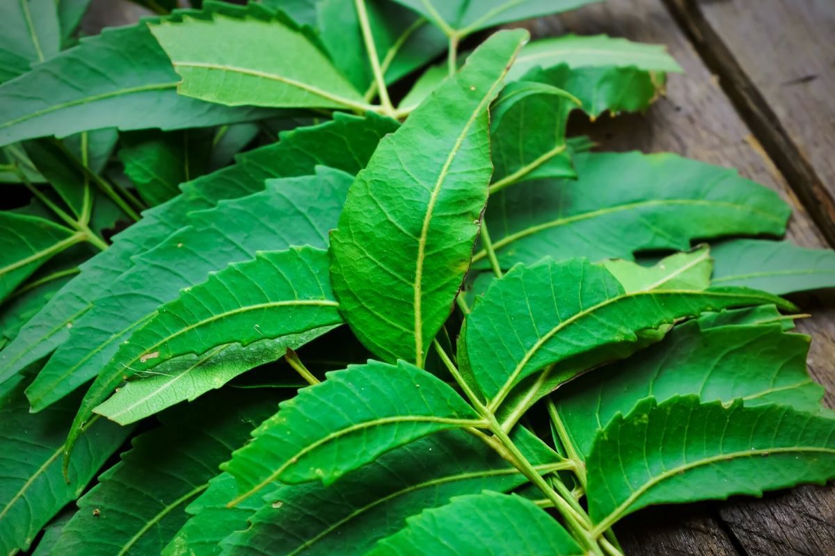 In Telangana’s Algol, These Women Earn A Livelihood From Need Seeds