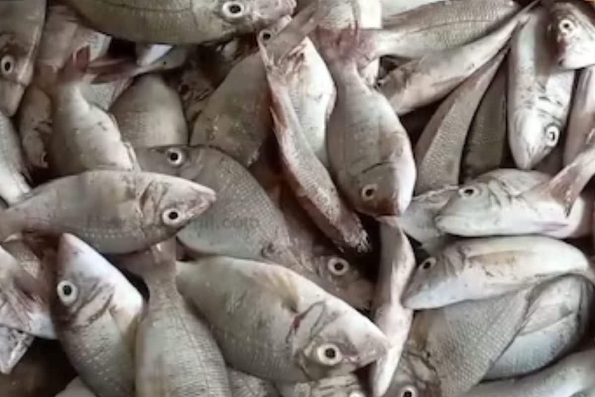 3 Tips To Identify Fresh Fish In The Market