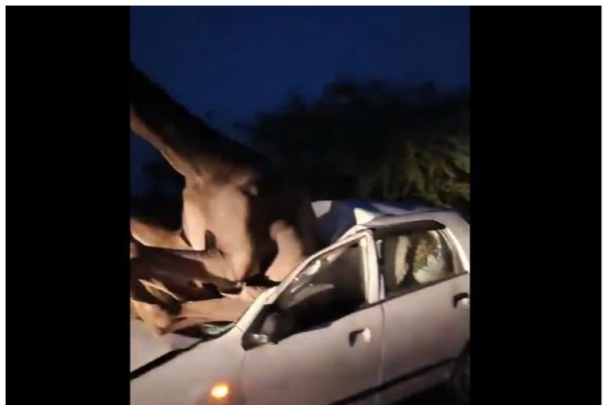 WATCH | Camel Gets Stuck In Windscreen Of Car In Rajasthan