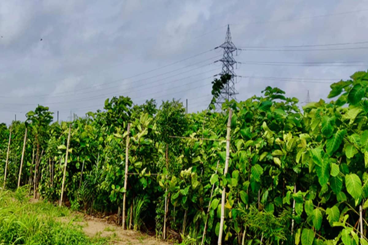 NHAI Identifies 53 Acres of Land in And around Delhi-NCR’s ‘Scorched Earth’ amid Extreme Heat for Miyawaki Plantations