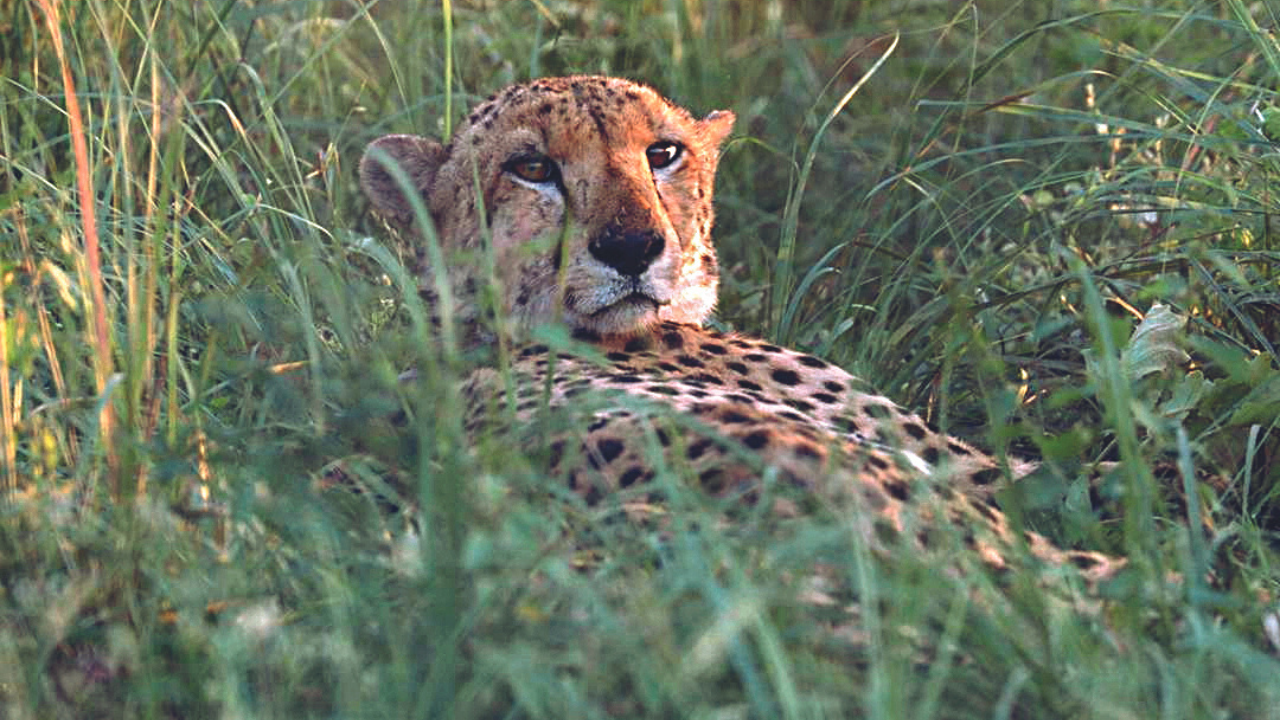 Faith clashes with duty: MP’s Kuno cheetah trackers refuse to kill goats for feed