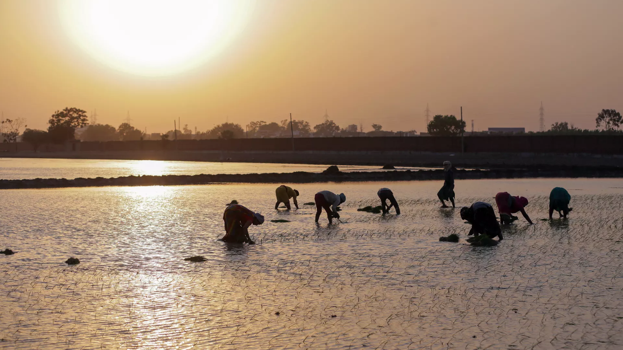 143 in 152 days: Amravati is new farm suicide capital of Maharashtra