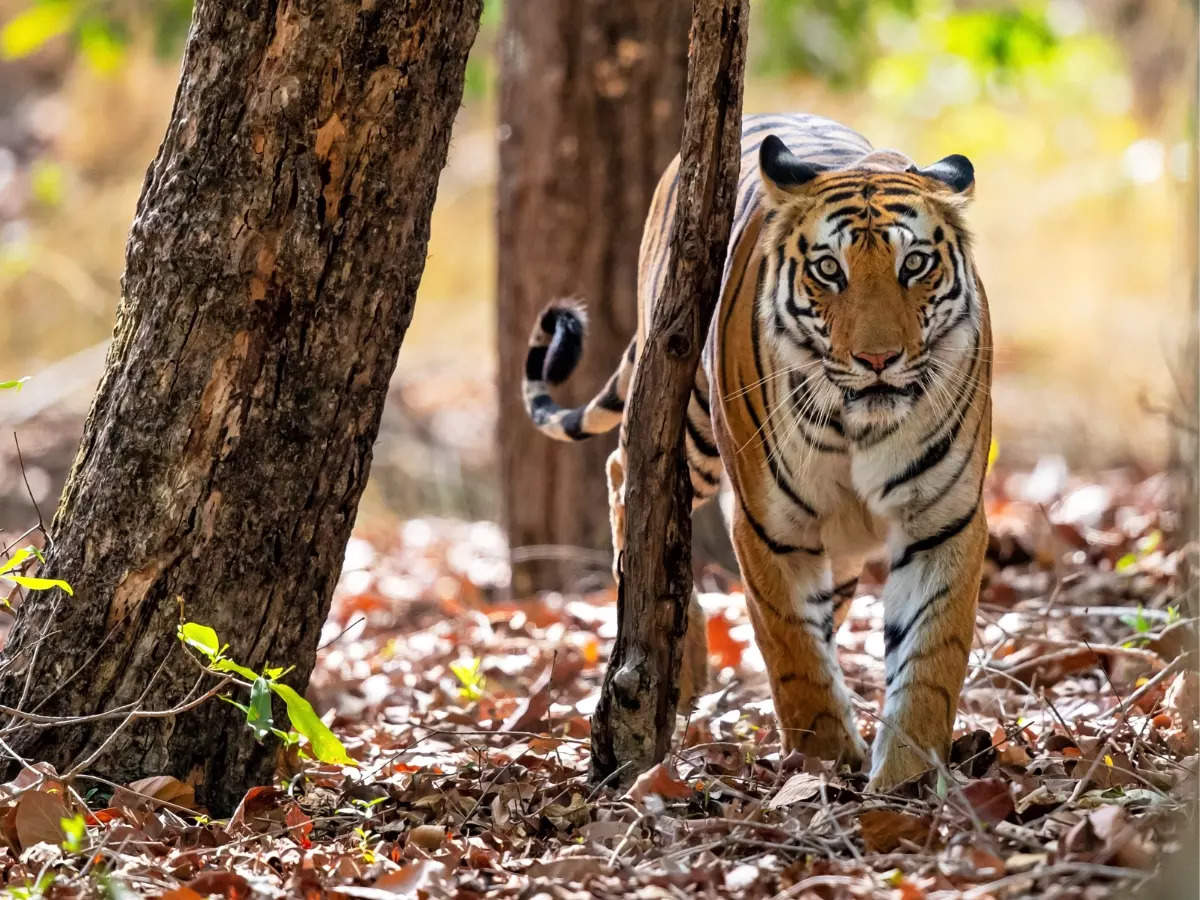 India first nation to prepare full list of fauna: Why it matters