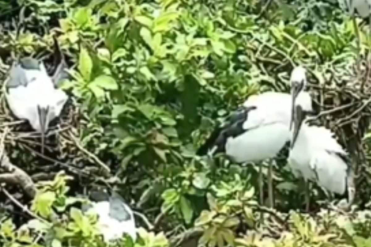 Cormorants, Night Herons And Storks Arrive At West Bengal’s Kulik Bird Sanctuary