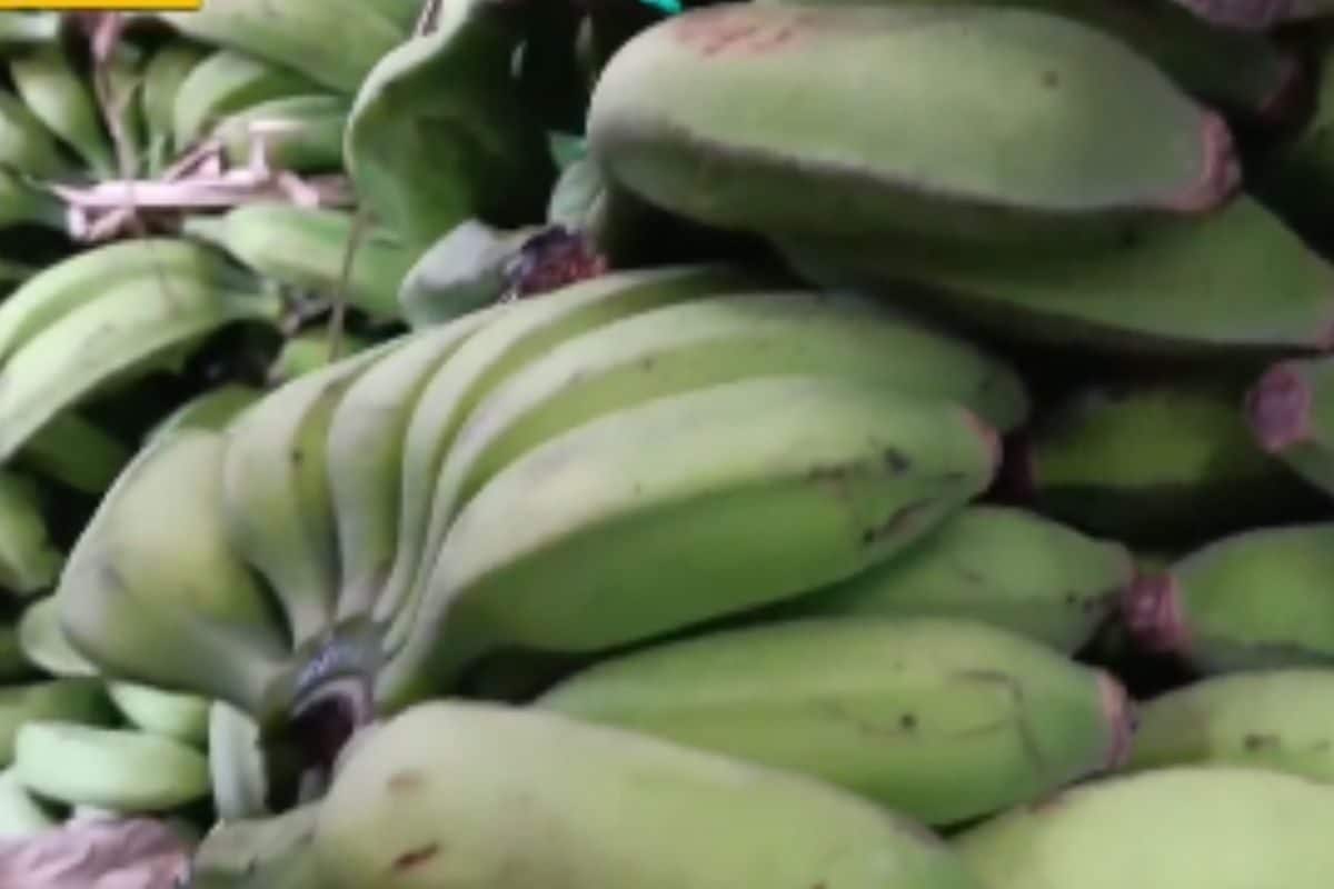 Prices Of Sirumalai Bananas Rise Due To Adverse Weather In Tamil Nadu’s Dindigul