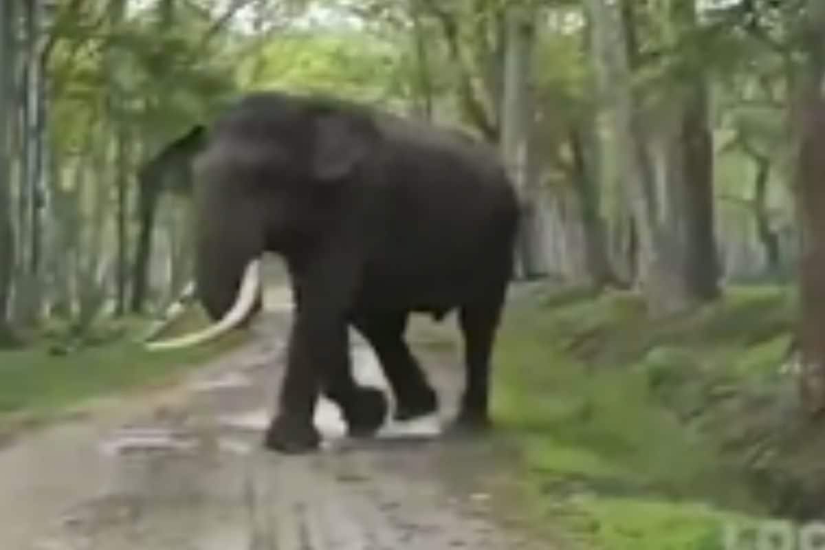 In Karnataka’s Kakanakote Forest, Tourists On Safari Witness Two Elephants Fighting