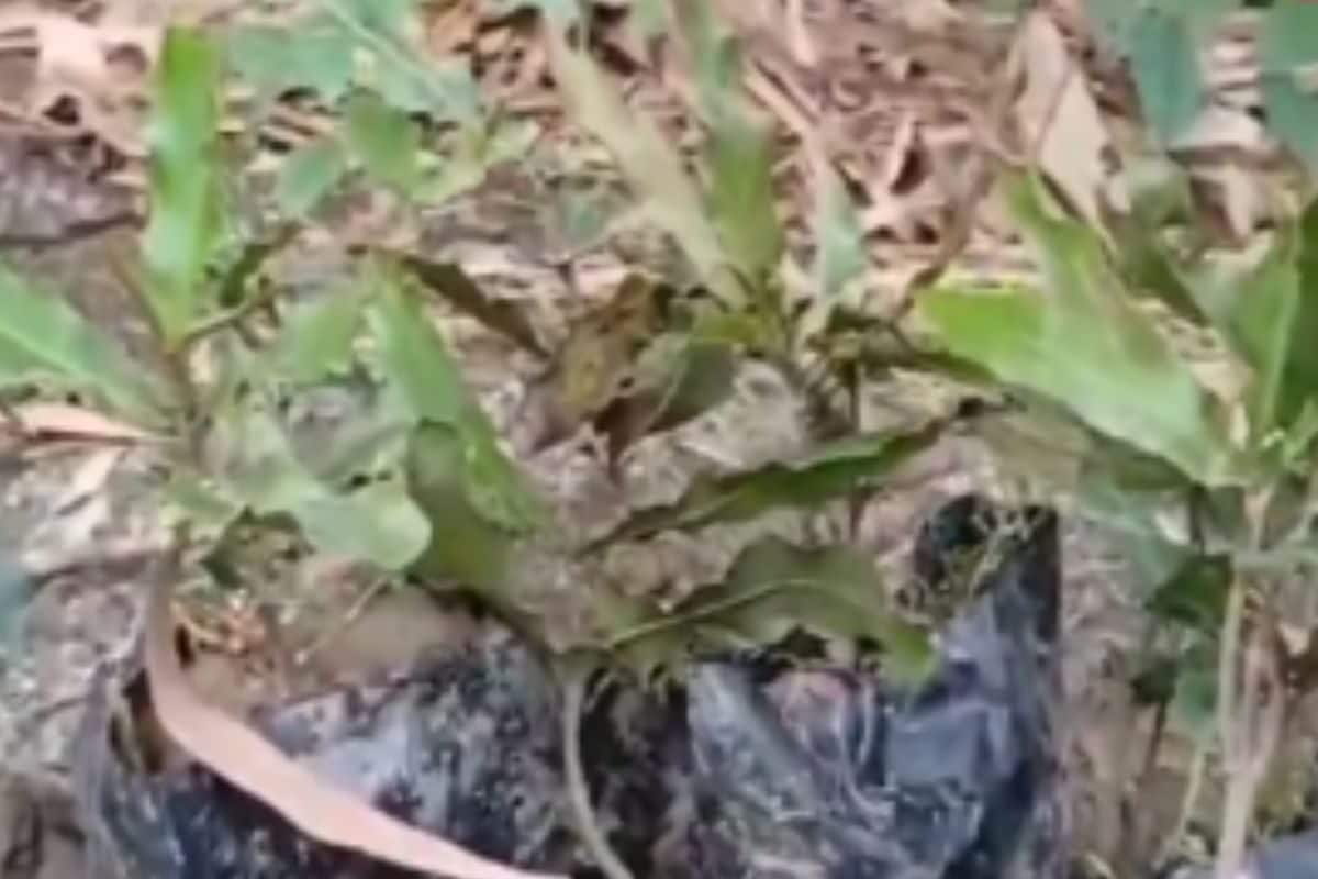 North Bengal University Launches Macadamia Nut Cultivation Initiative In Darjeeling