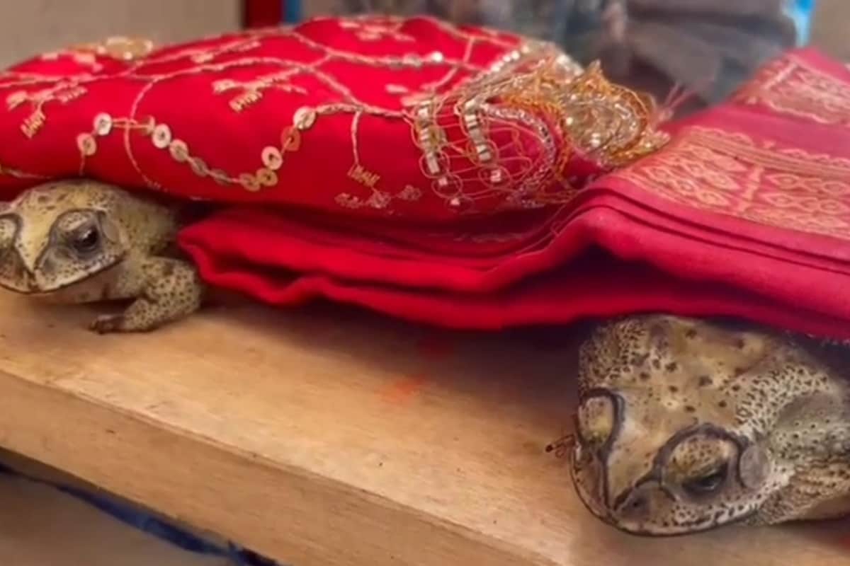 ‘It’s a Belief, Not Superstition’: People in UP Organise Frog Wedding to Please Rain God Amid Scorching Heat