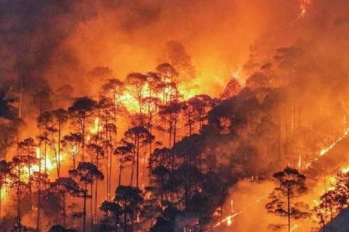 4 Including 3 Forest Workers Killed After Fire Breaks Out In Uttarakhand’s Binsar Wildlife Sanctuary