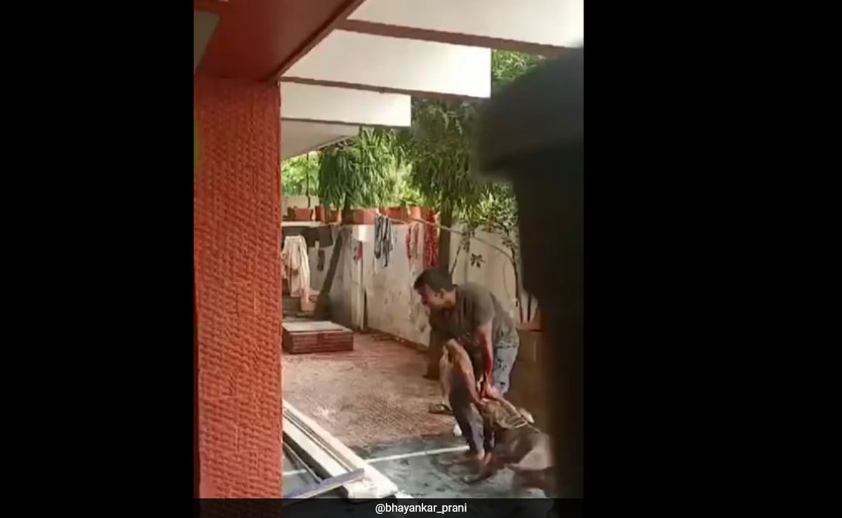 Video: Delivery Man, Hands Bleeding, Fights Off 2 Pit Bull Dogs