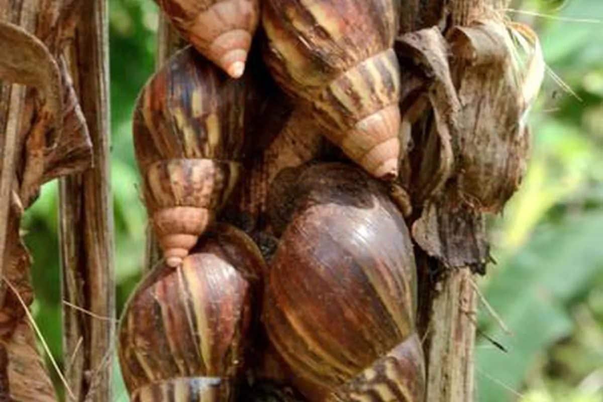 In Kerala’s Kottayam, African Snails Are A New Menace For Farmers