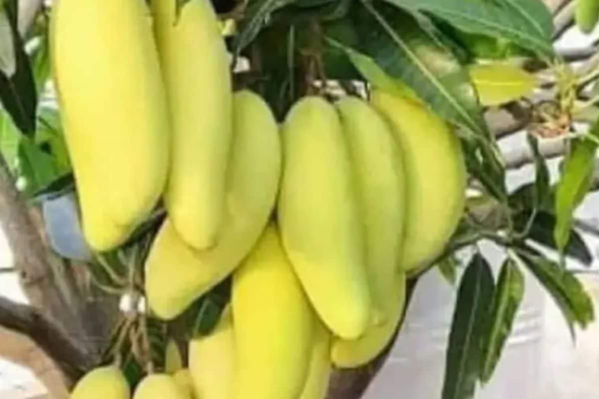 This Fruit, Grown In Bengal’s Malda, Resembles Banana But Tastes Like Mango