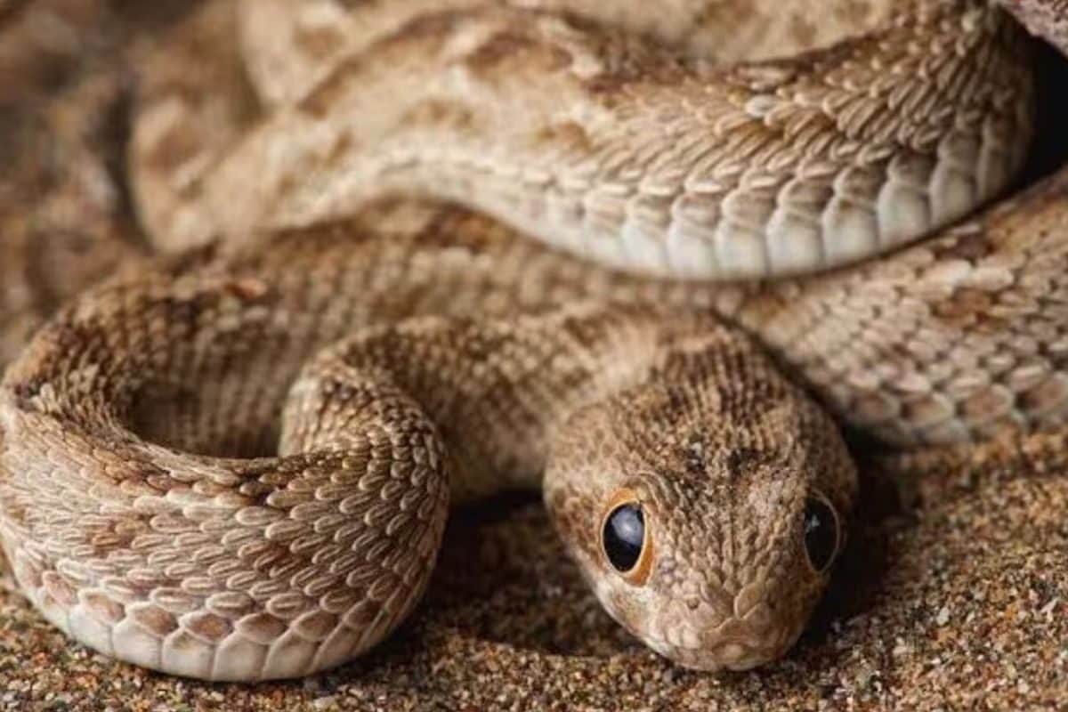 How To Protect Yourself From Snakes This Monsoon