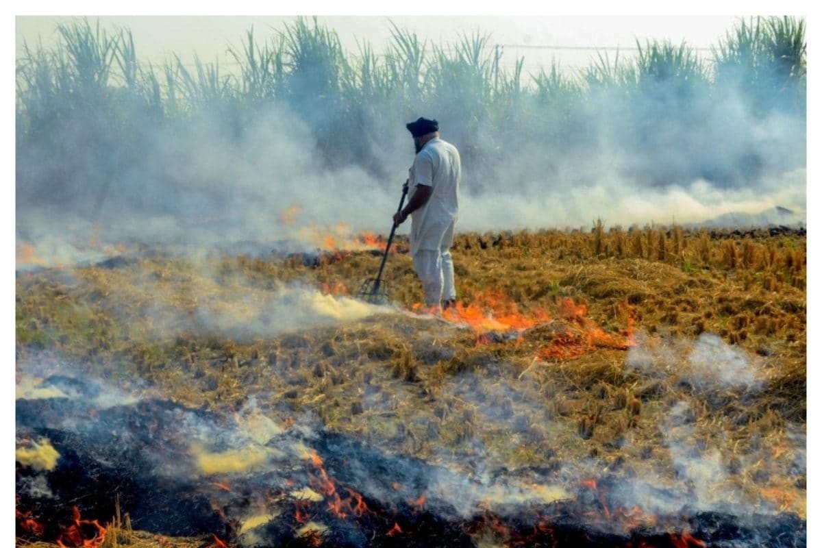 Stubble Burning in Punjab: NGT Seeks Answers About Paddy Straw Management on Farms