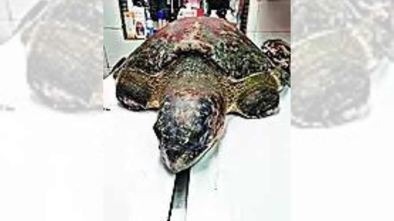 Turtle’s luck turns after superglue surgery