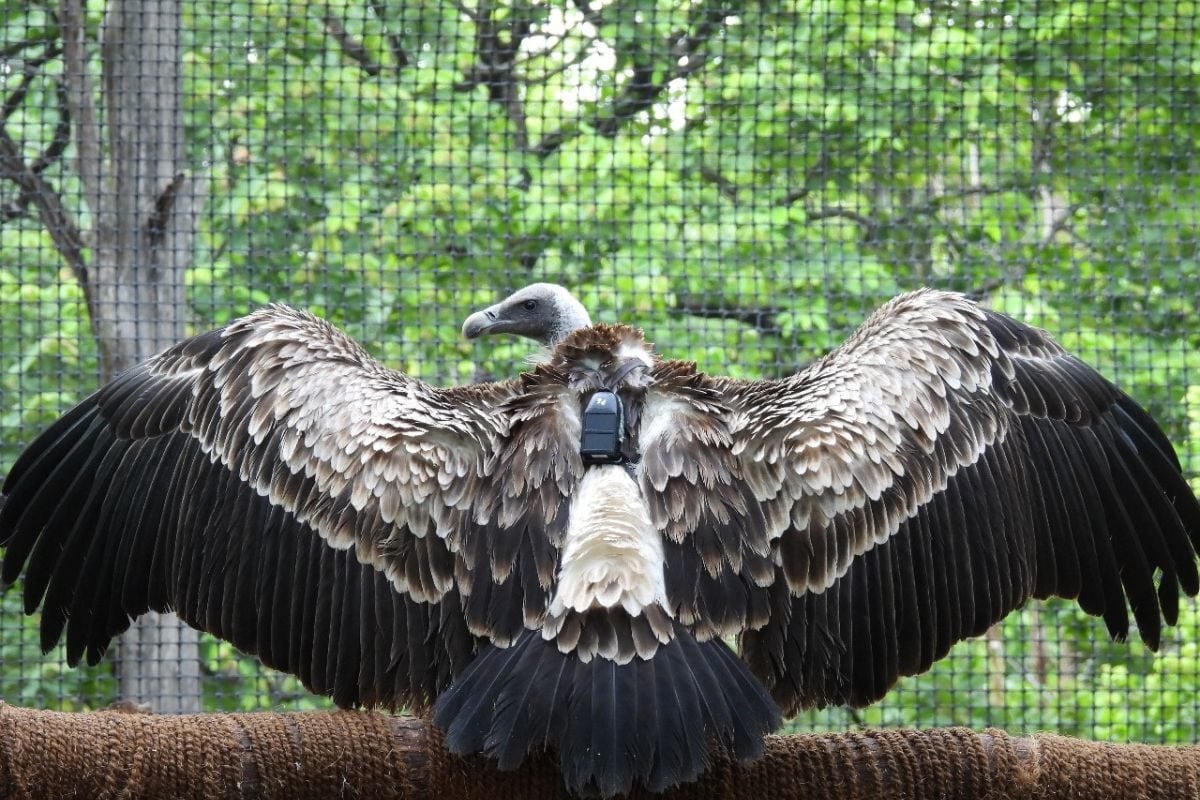 In A First for Maharashtra, 20 Captive-Bred, Critically Endangered Vultures Ready for Release in the Wild