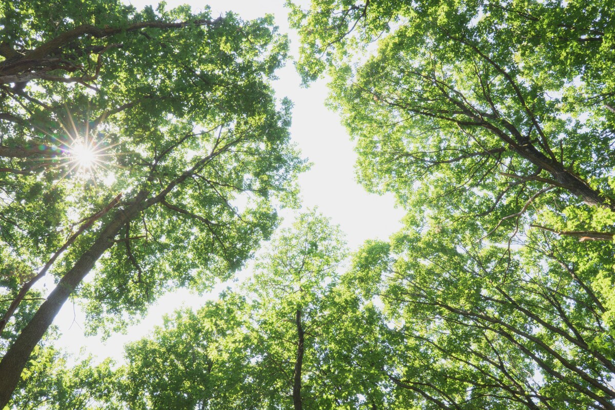 The Inherent Nature of Trees: 10 Things You Didn’t Know About