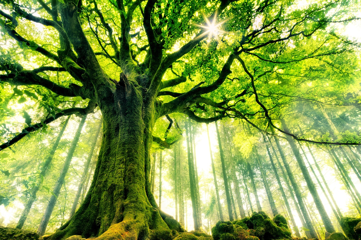 Project One Tree: Importance of Trees in a World Crumbling to Climate Crisis