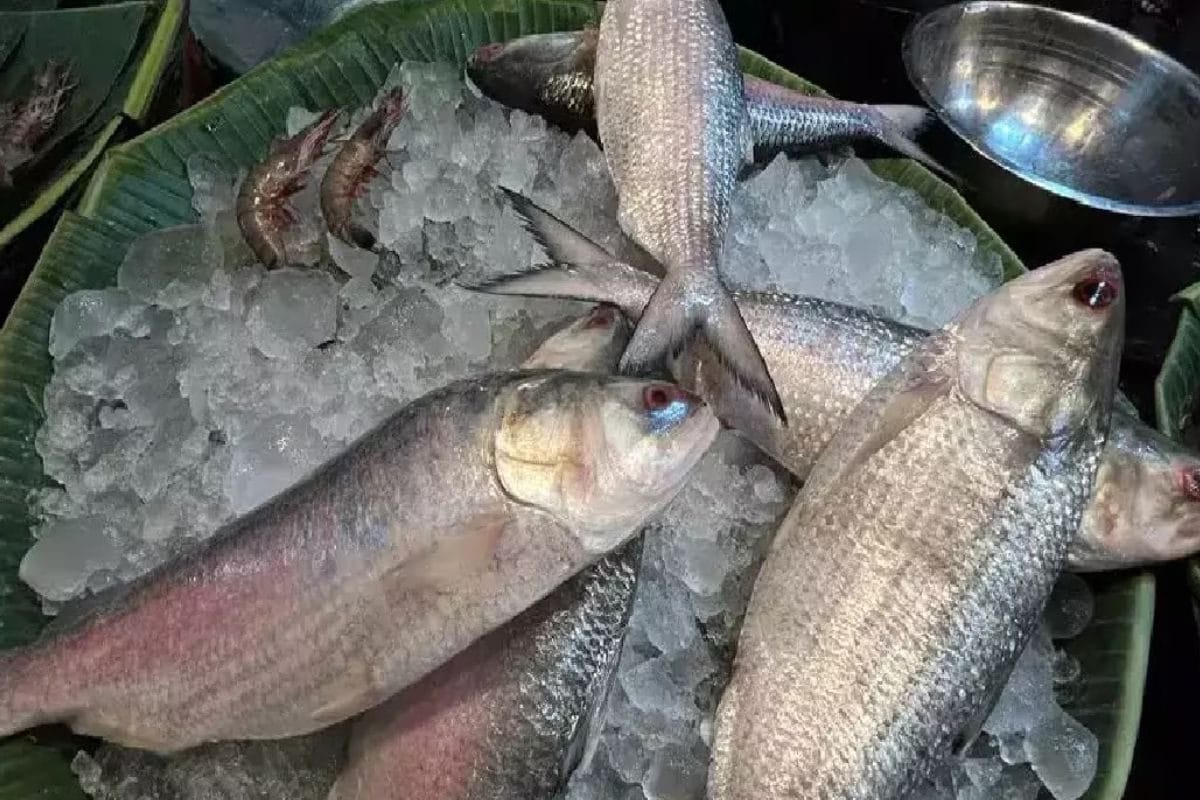 Due To Low Supply, Bengal Traders Selling Other Fish As Hilsa. Check How To Tell The Difference