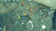 New artefacts found on ‘holy grail of shipwrecks’ off Colombia