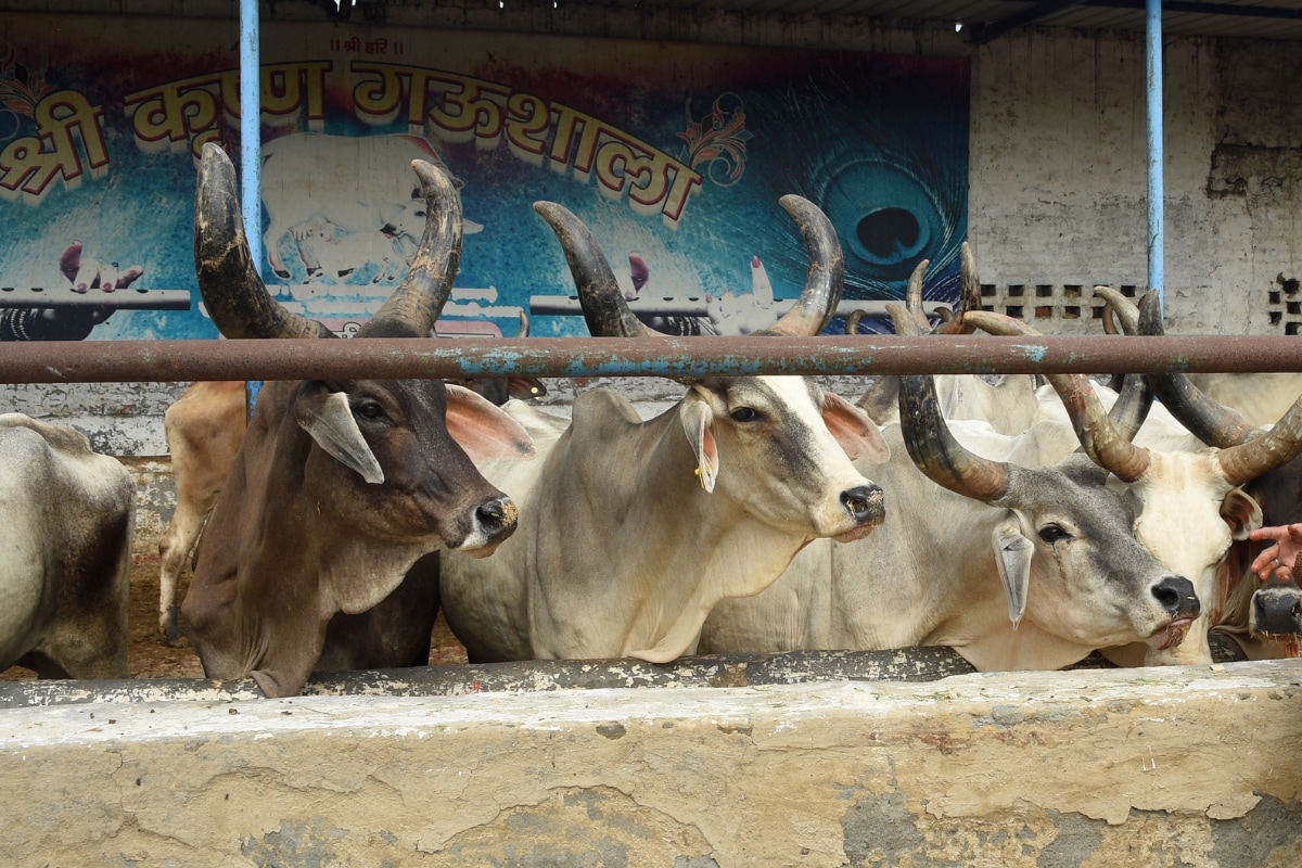 Nearly 20 Cows Dead After 50 Thrown Into River In Madhya Pradesh; Four Booked