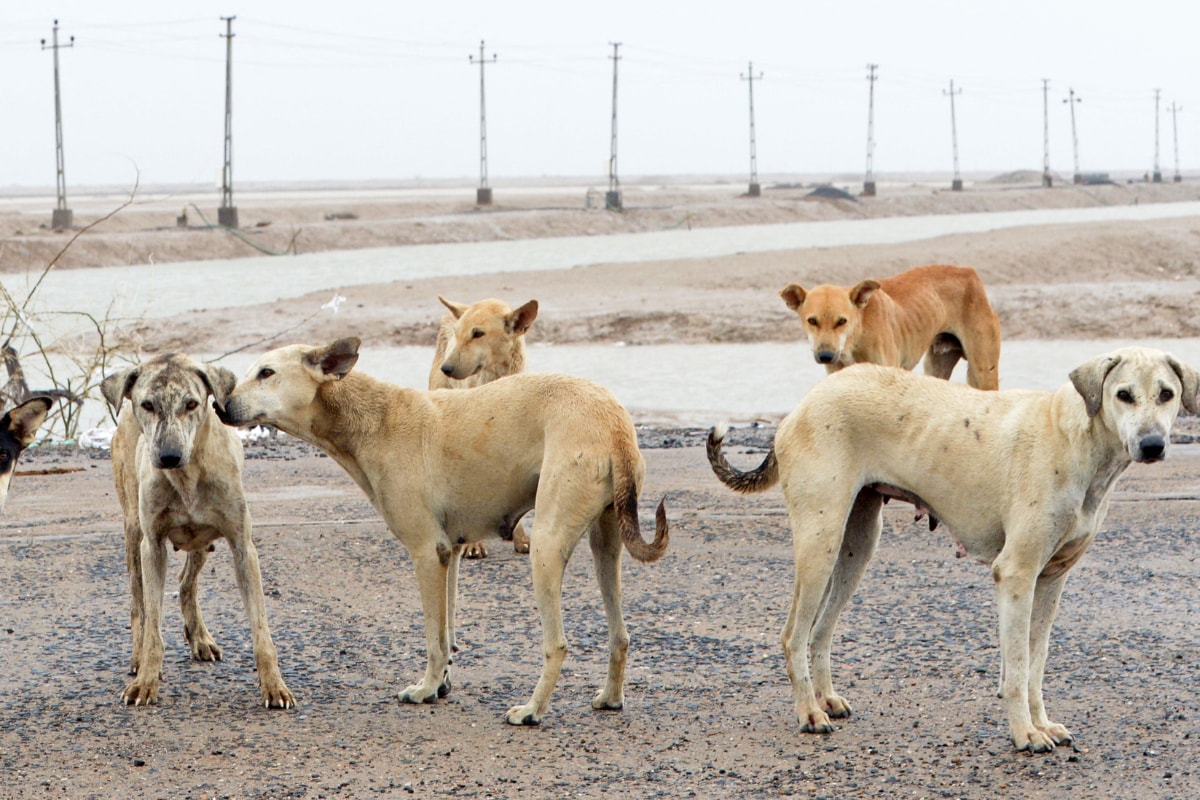 Stray Dogs Rescue Agra Man Buried Alive After Violent Attack