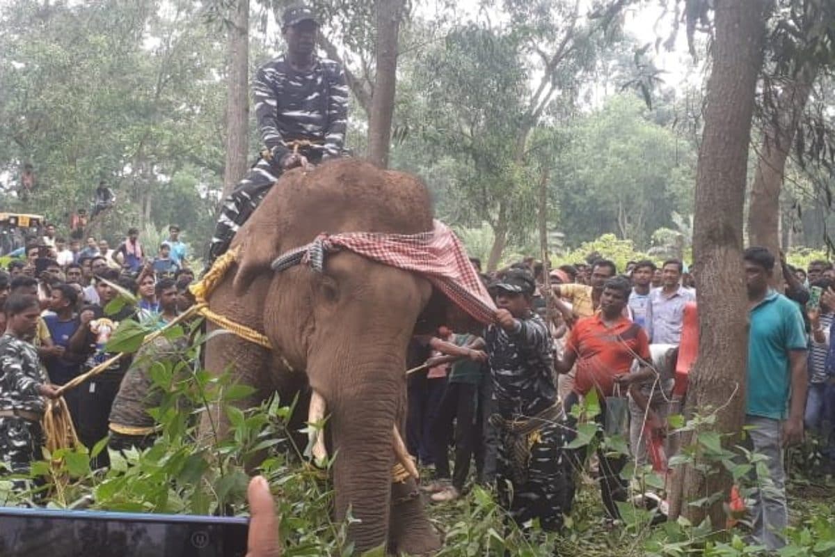 Elephant Dies In West Bengal’s Jhargram After Locals Use Banned Spiked Rods, Fireballs | Video