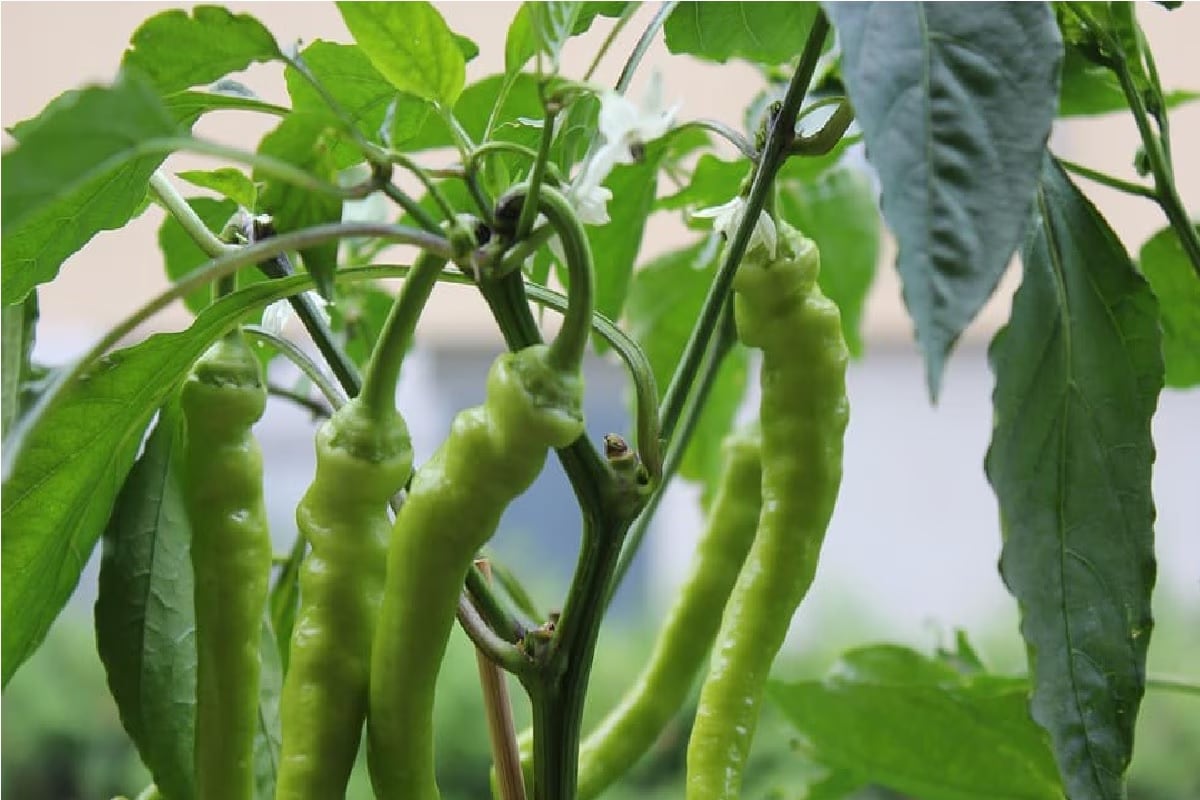 In West Bengal’s Sundarbans, Bullet Chillies Yield Farmers A Good Profit