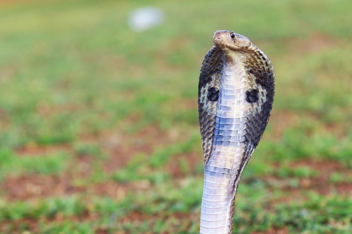 These Snake Species Eat Other Snakes as Prey, Here’s How And Why They Do It