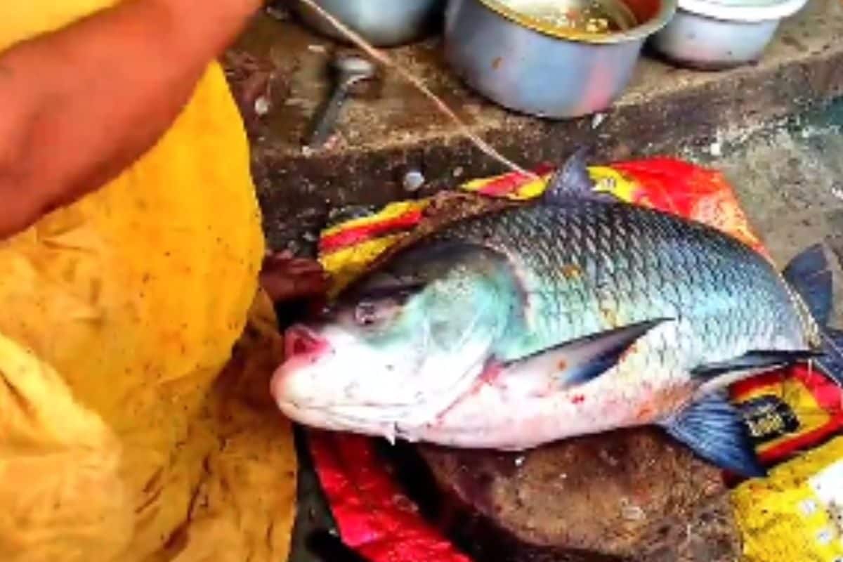 In This Andhra Village, The Fish Business Is Handled By 200 Women