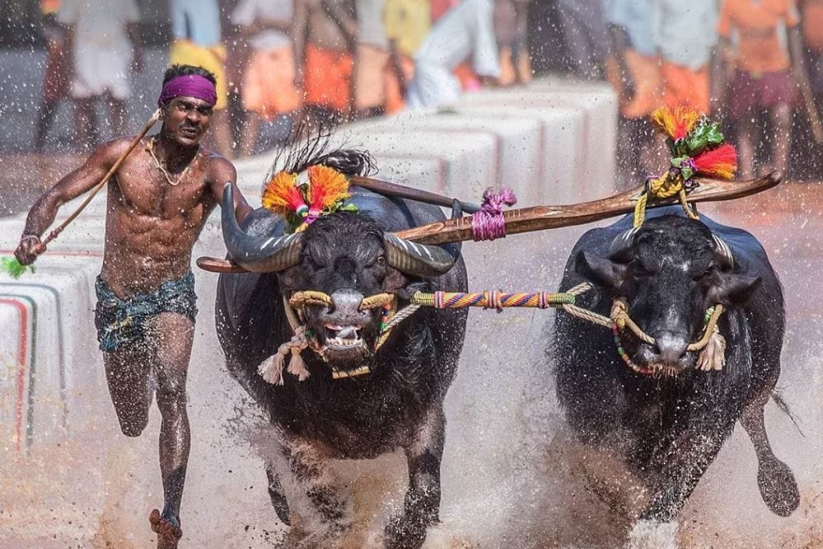 In Shivamogga, Annual Buffalo Race Kambala To Be Organised Next Year