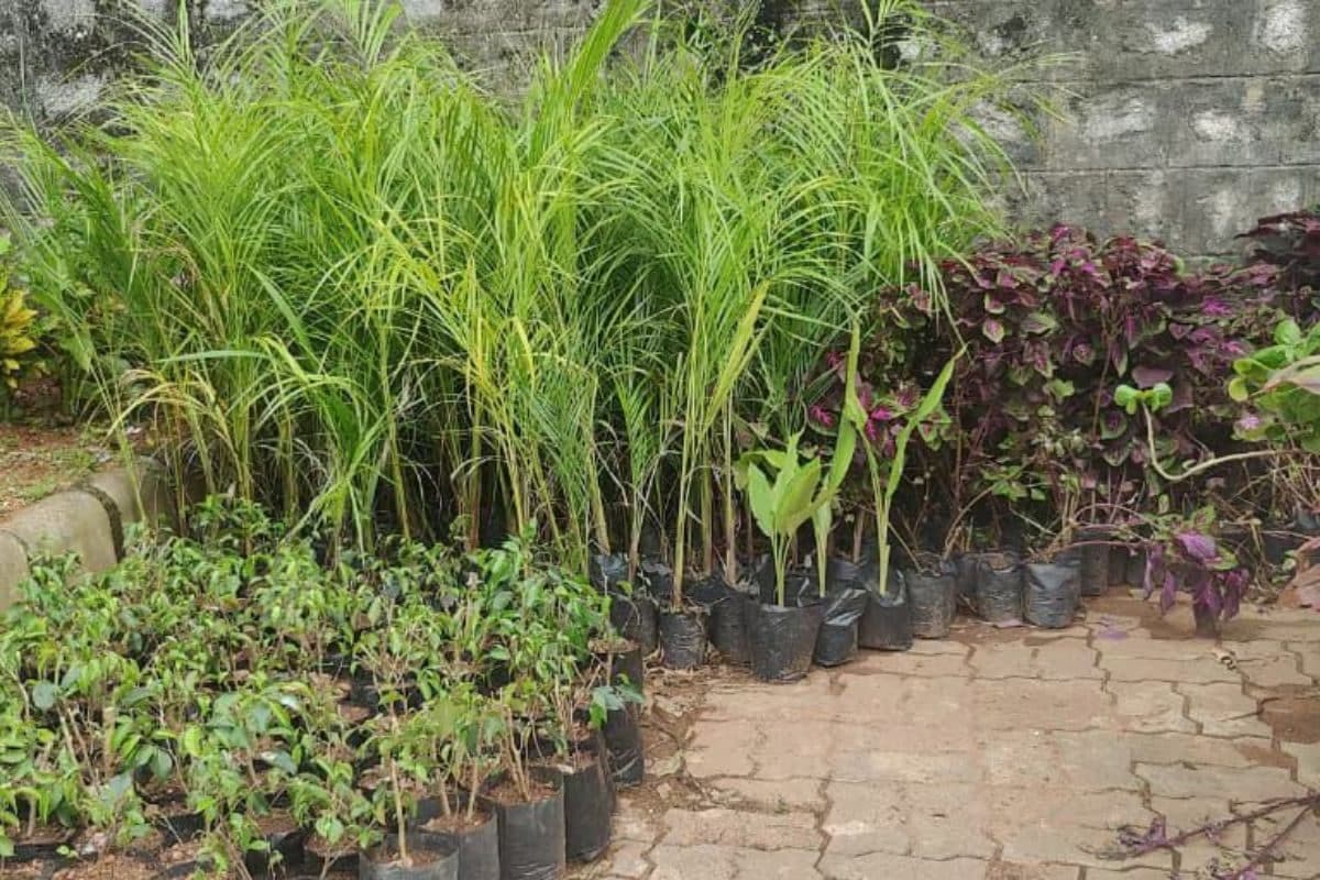 Mangaluru District Jail Opens Nursery Run By Inmates Under Green Rehabilitation Initiative