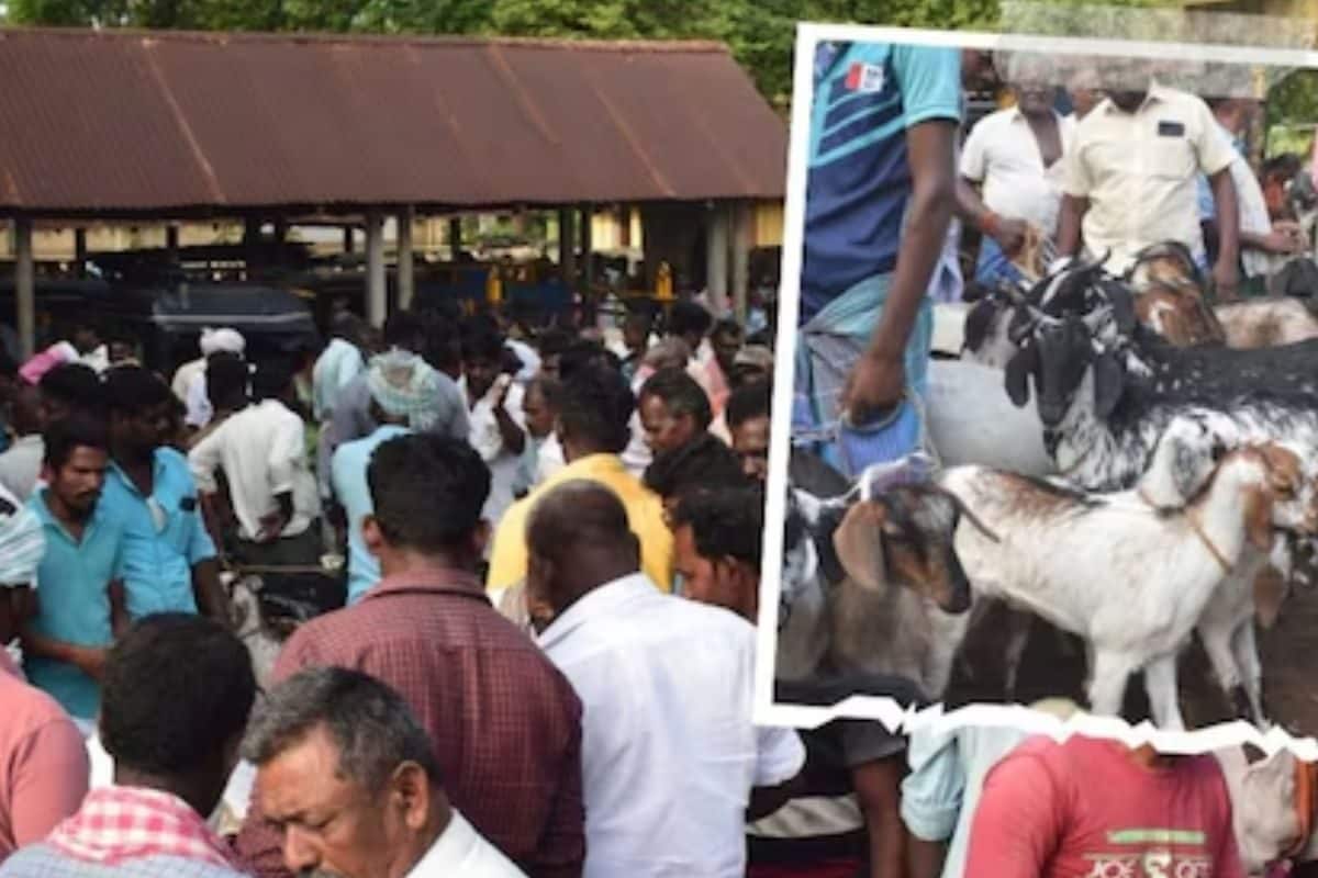 Why This Goat Market In Coimbatore Is Famous Among Traders