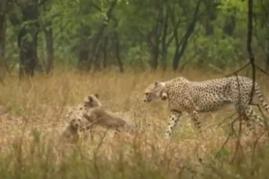 Cheetahs Set To Roam Free Again In Kuno After Year-long Enclosure Stay