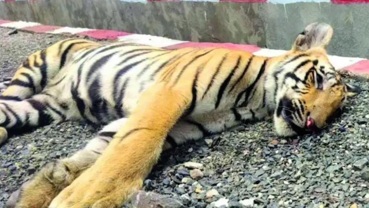 Foresters want to seize train that killed 3 tiger cubs in MP