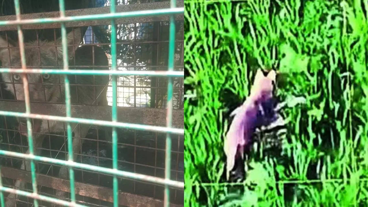 7 killed in 47 days: Forest teams capture killer wolf in Uttar Pradesh’s Bahraich