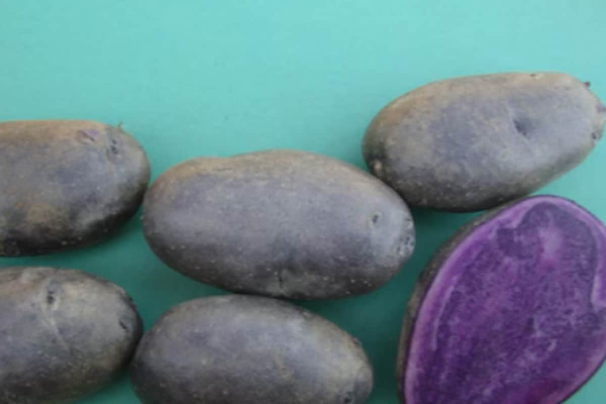 Kufri Jamunia: Why This Potato Variety With Purple Pulp Could Be A Game Changer
