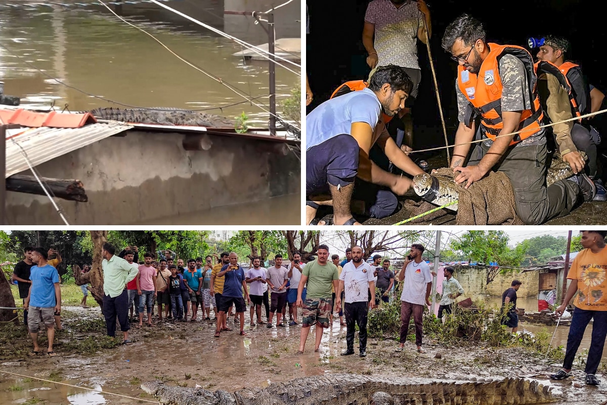 Video: Crocodiles Enter Residential Areas In Vadodara Amid Heavy Rain In Parts Of Gujarat
