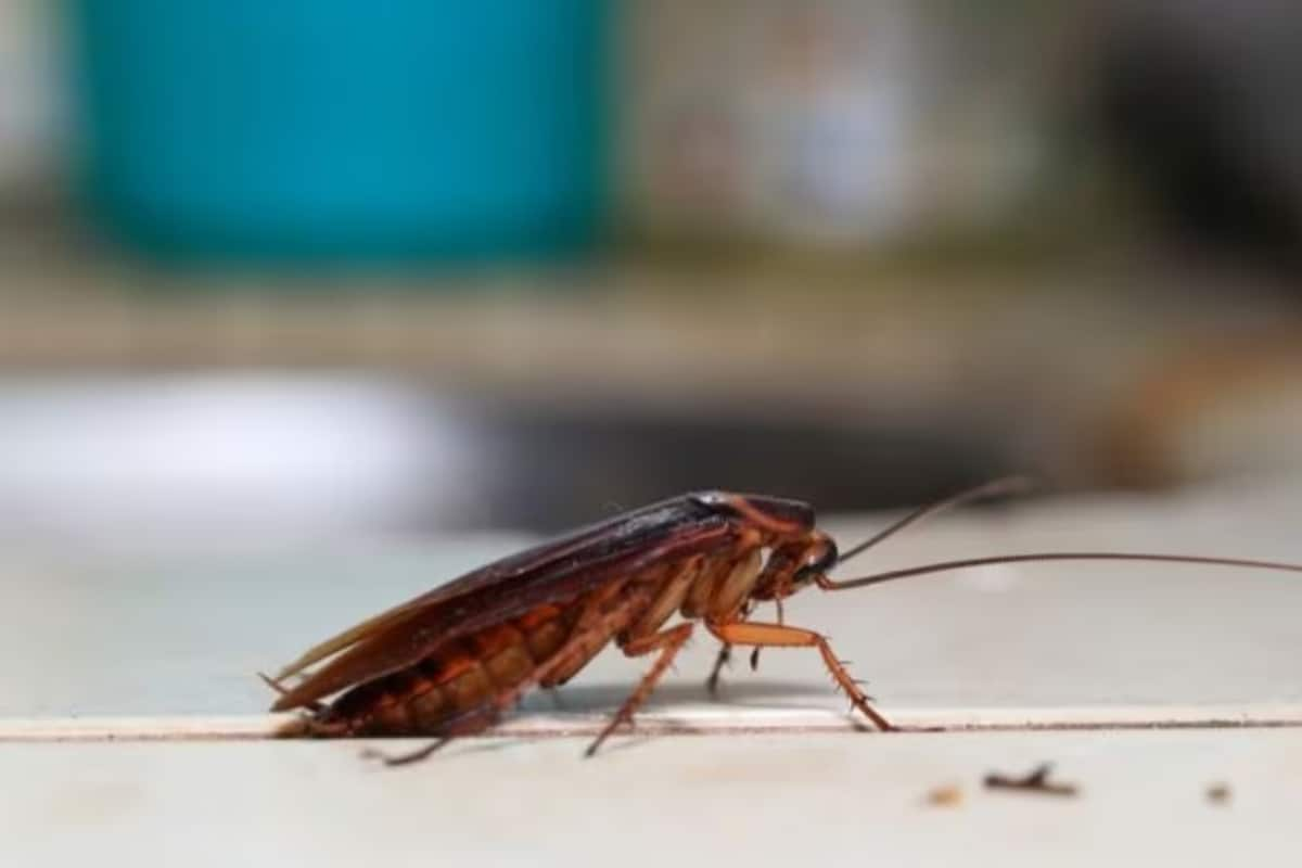 Dead Cockroach Found in Sambar at 5-star Hotel in Ahmedabad; Kitchen Sealed for 48 Hours