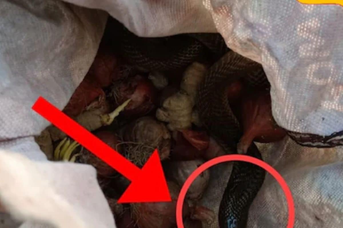 In Bengal’s Tufanganj, Woman Bitten By Snake Hiding Inside Vegetable Bag