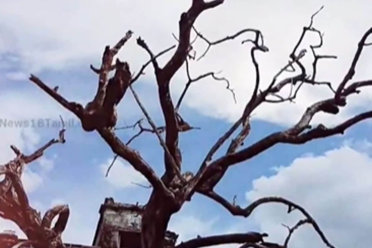 Inside Tamil Nadu’s Sevalpatti Zamin Palace: The Mysteries Of A Once Majestic Residence