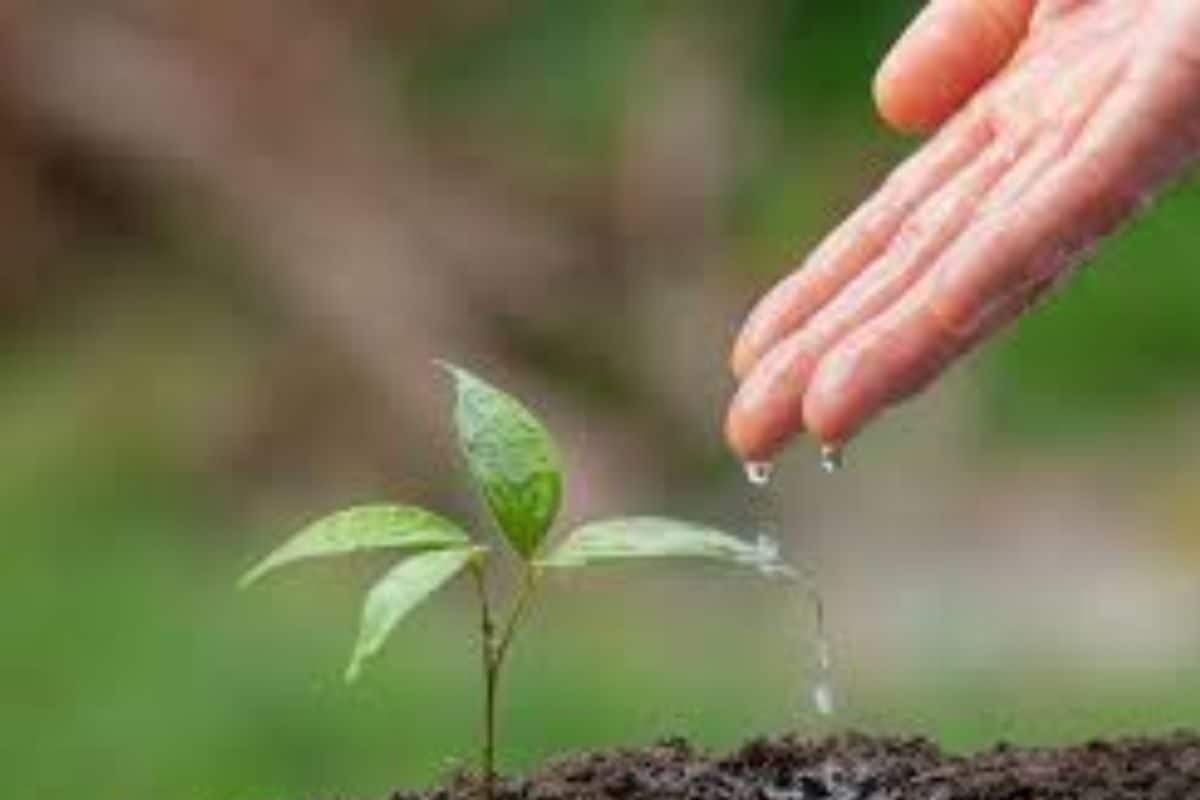 Extra Marks for Each Tree Planted: How Rajasthan’s Green Drive Is Rewarding Students