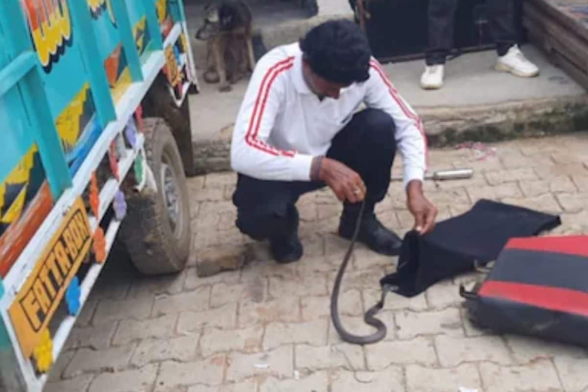 Rajasthan Driver Shocked to Find 3-Foot Cobra Hiding Under Truck Seat Rajasthan Driver Shocked to Find 3-Foot Cobra Hiding Under Truck Seat