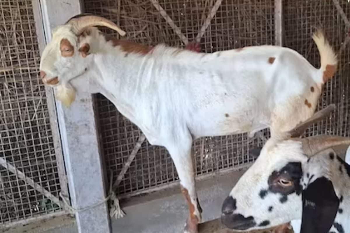 A Goat Breed, Also Known As ‘Poor Man’s Cow’, Has Turned Lucrative for This UP Farmer A Goat Breed, Also Known As ‘Poor Man’s Cow’, Has Turned Lucrative for This UP Farmer