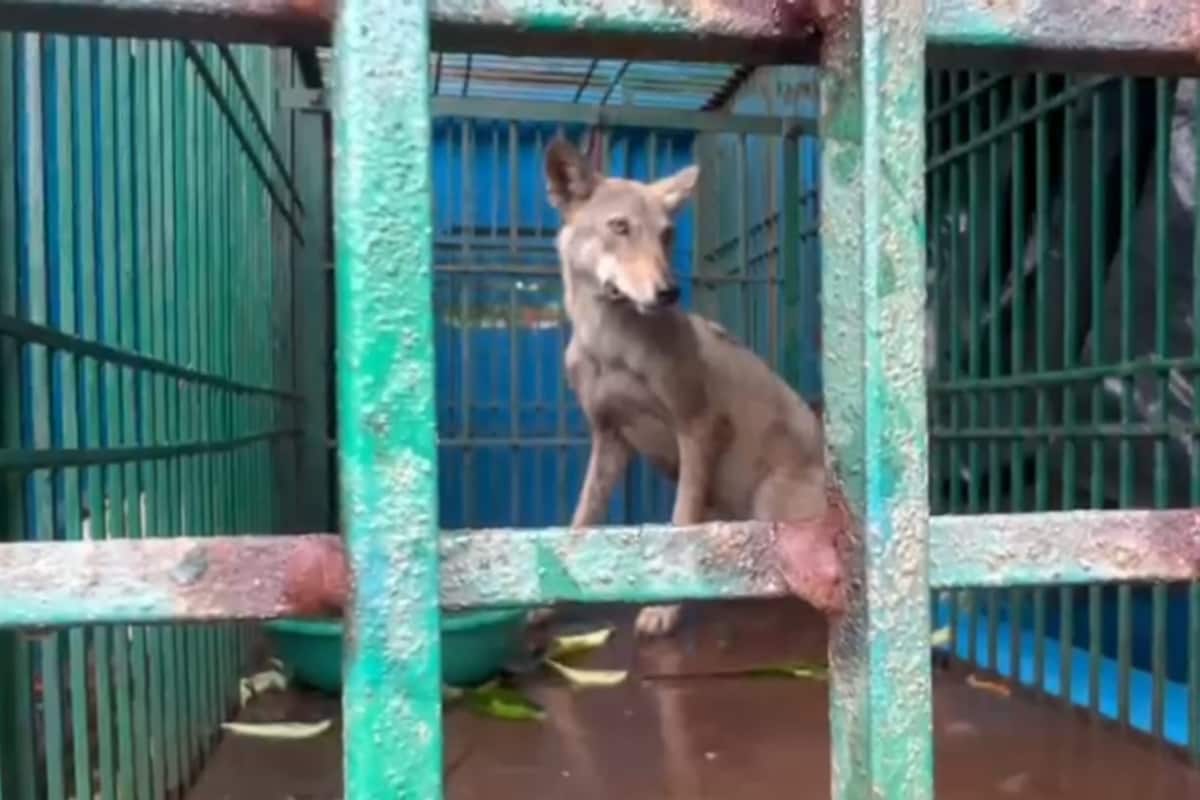 ‘Half-Eaten Body Found In Field’: Man-Eater Wolves Unleash Terror in UP’s Bahraich, Kill 7 Including Children