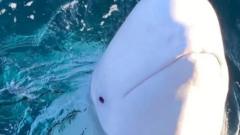 Russian ‘spy whale’ was shot, animal groups say