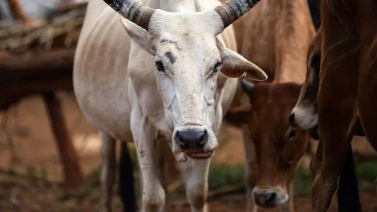 Maharashtra, Citing Vedic Significance, Declares Cow As “Rajyamata-Gomata”