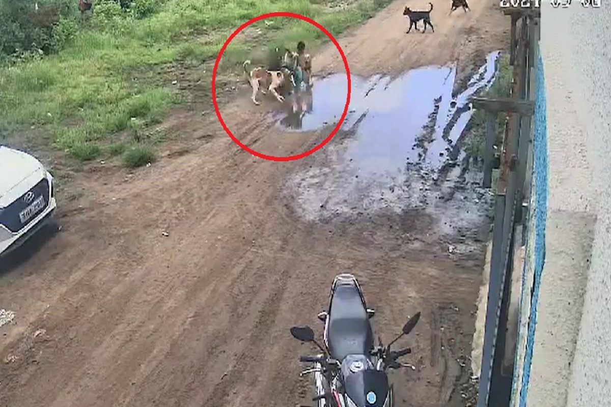 Stray Dogs Attack Child Playing Outside House In Pune’s Chakan, Horrific Incident Caught On CCTV