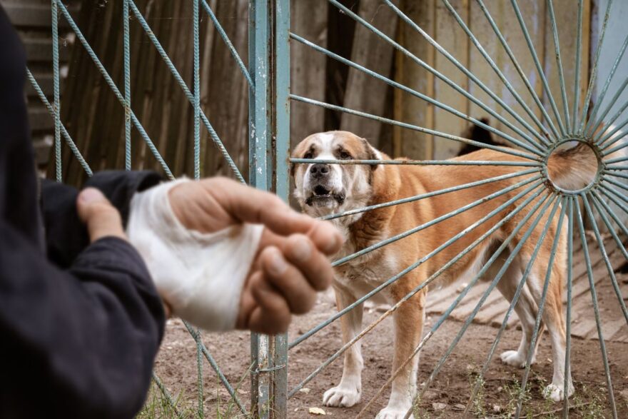 Dog-Bite Cases Almost Doubled Since 2021, India Saw 350 Victims Per Hour in 2023