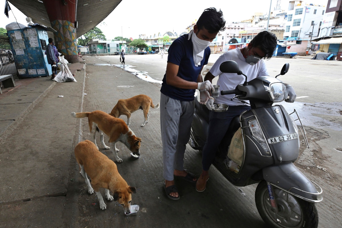 Ghaziabad Veterinary Department to Carry Out City’s First Dog Census